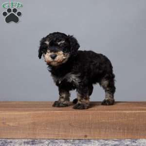 Reba, Miniature Poodle Puppy